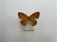 藏品(稻眉眼蝶)的圖片